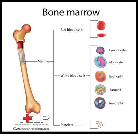 Bone Marrow 뜻